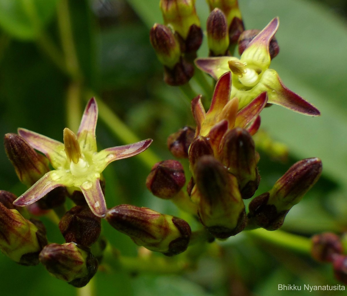 Parsonsia alboflavescens (Dennst.) Mabb.